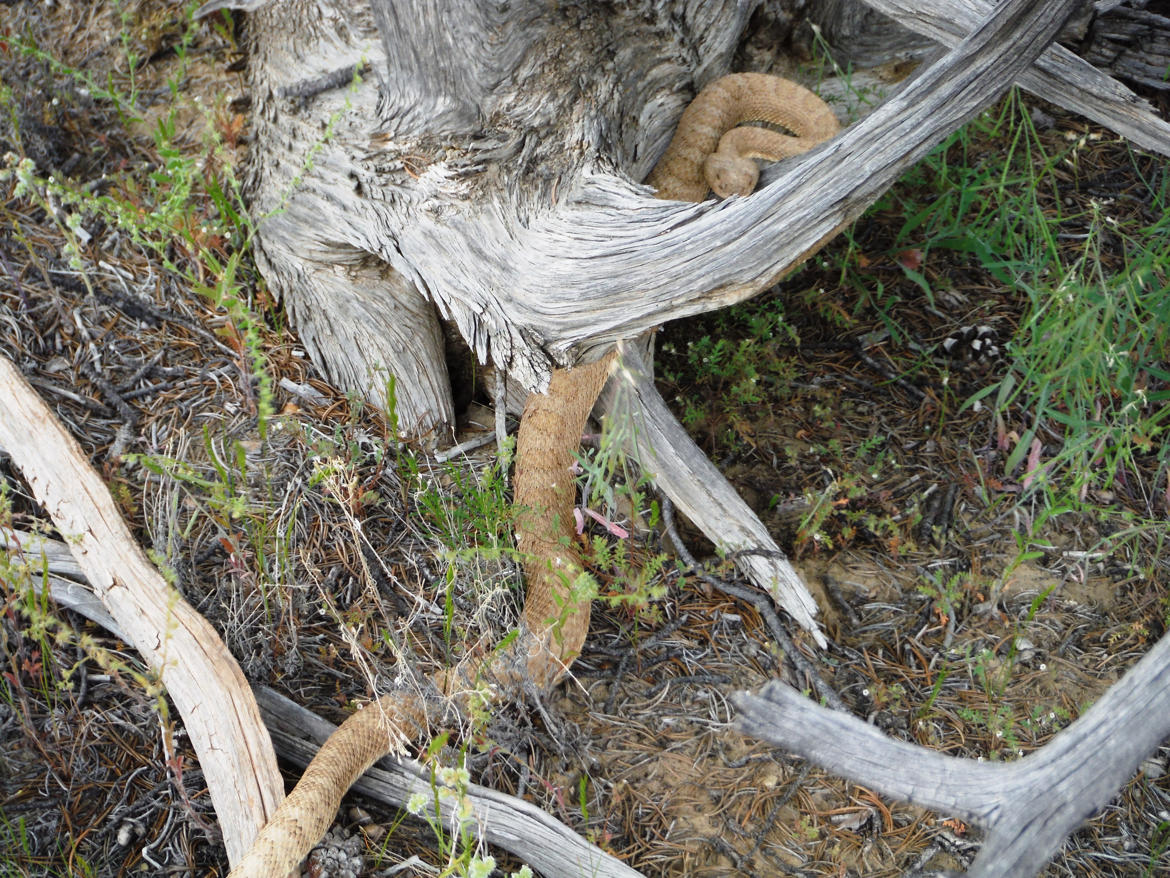 This image has an empty alt attribute; its file name is 19.5.23-snake.jpg